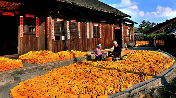Guizhou sees good corn harvest