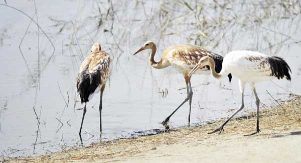 Crane population grows in nature reserve zone