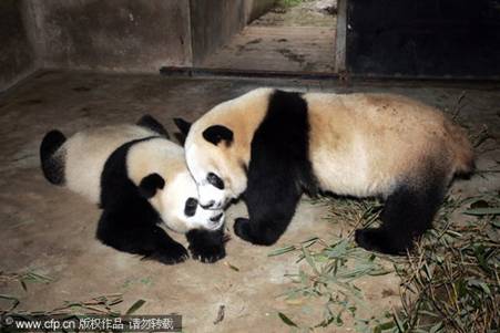 Pandas to promote city's tourism