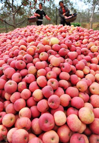 Apple season harvests two billion yuan
