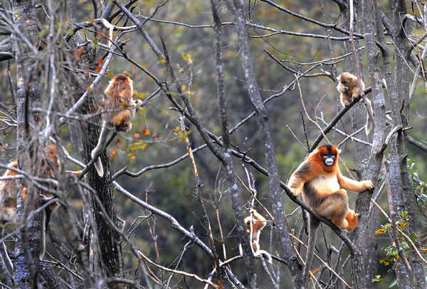 Golden monkeys in forest get help from government