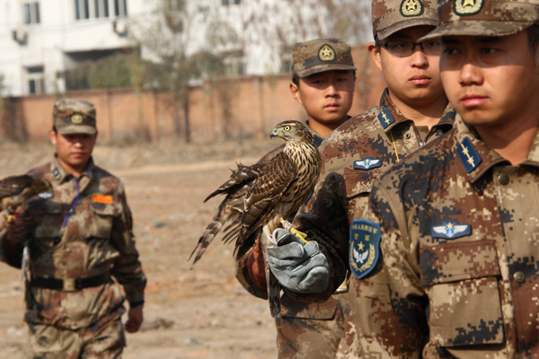 Falcons in bird-repelling competition