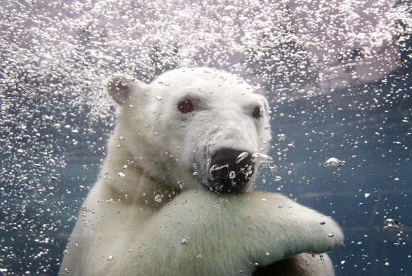 Birthday bears play in the snow