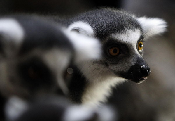 Time for a census at Hamburg zoo