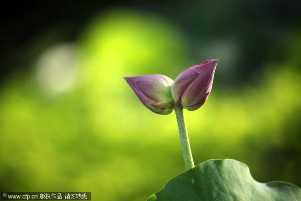 Twin lotus flowers bring romance to Fujian park
