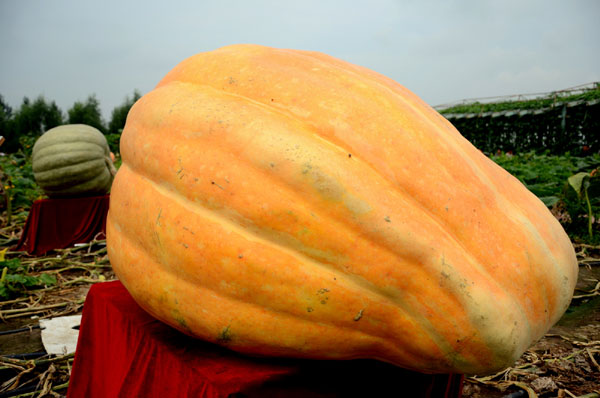 Giant pumpkins shown in NE China