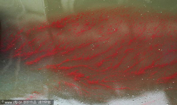 Water lice create painting on river