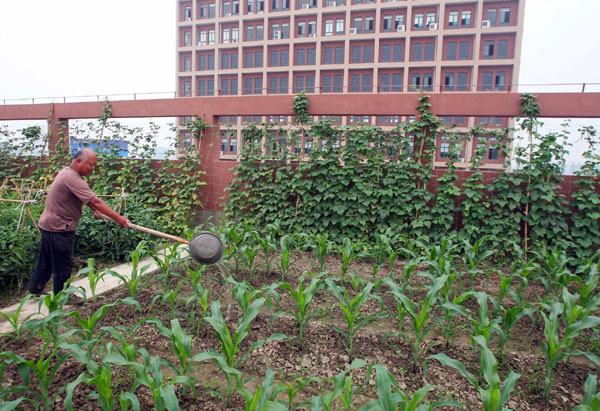 Roof vegetable garden feeds workers