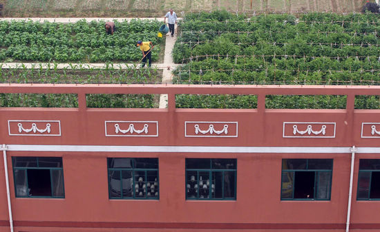 Roof vegetable garden in Zhejiang