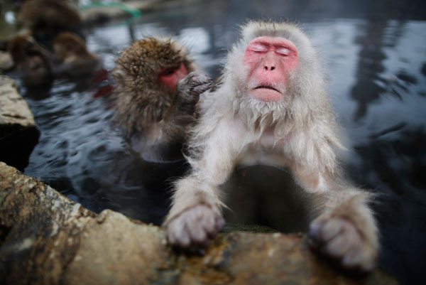 Snow monkeys soak in a hot spring