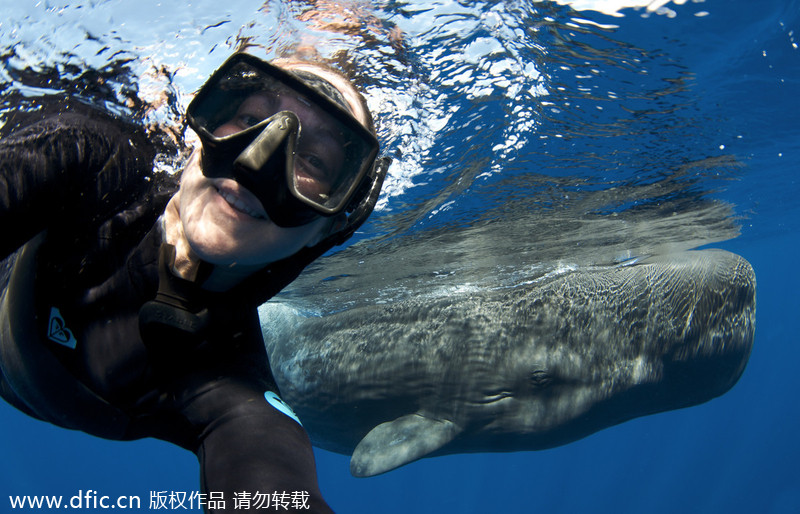 Freediver takes cheeky selfie with sperm whale