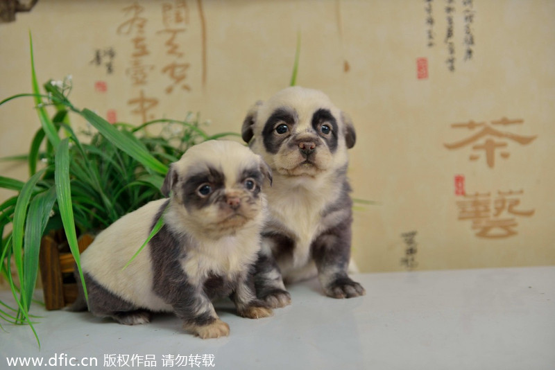 Puppies with identity crisis born in E China