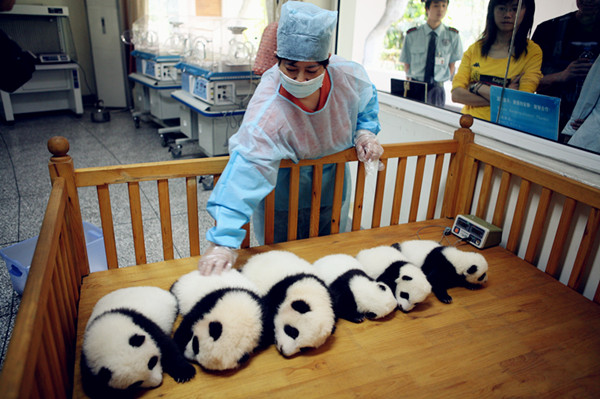 Baby pandas