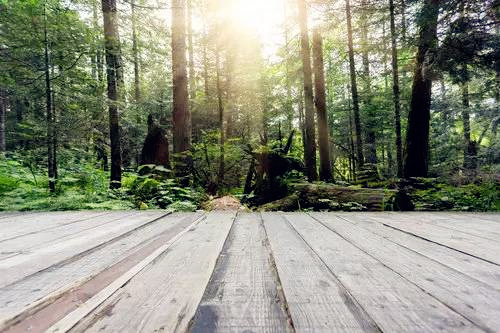 About CAEXPO Forest and Wood Products Exhibition 2015