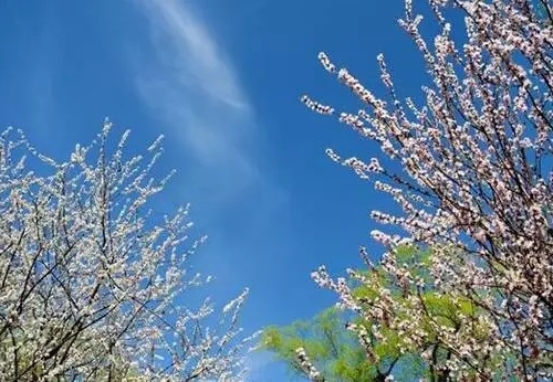 Peach blossoms bring color to Chongqing