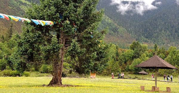 Forest coverage rate in Tibet rises to 11.91%