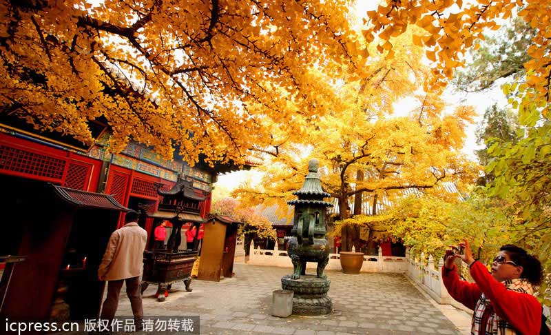 Golden ginkgo lightens Beijing up
