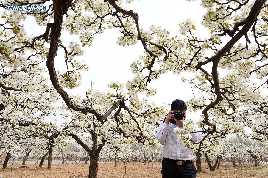 Pear blossoms at forest park in Shandong
