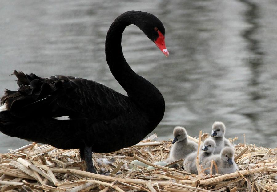 Cute cygnets brighten up winter