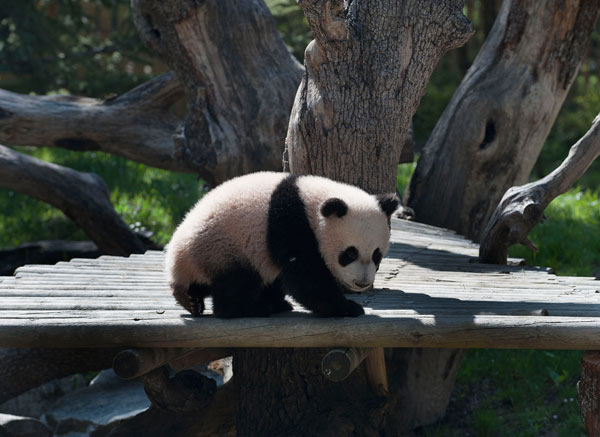 Trip fuels talk of new panda loan