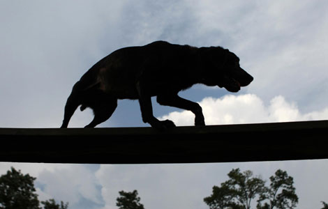 Retired dog of 9/11 keen on search cause