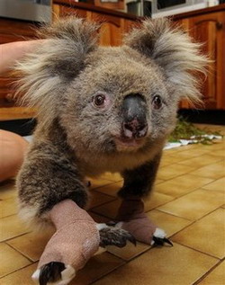 Bushfire survivor Sam the Koala dies