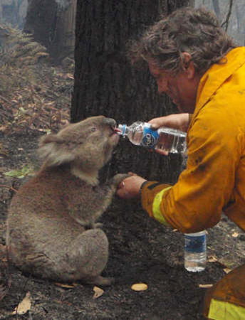 Bushfire survivor Sam the Koala dies