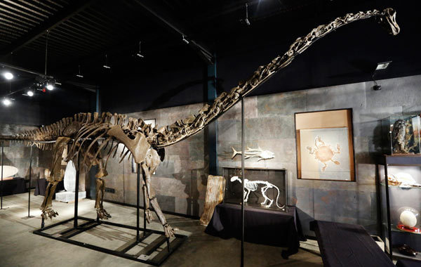 Rare diplodocus dinosaur sells for $650,000