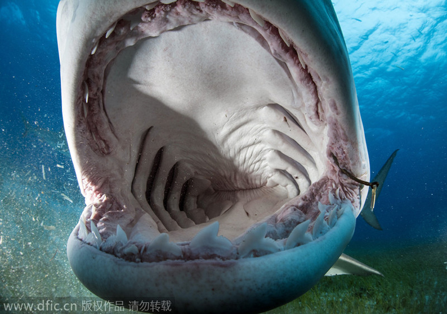 It reveals a lot when a shark grins