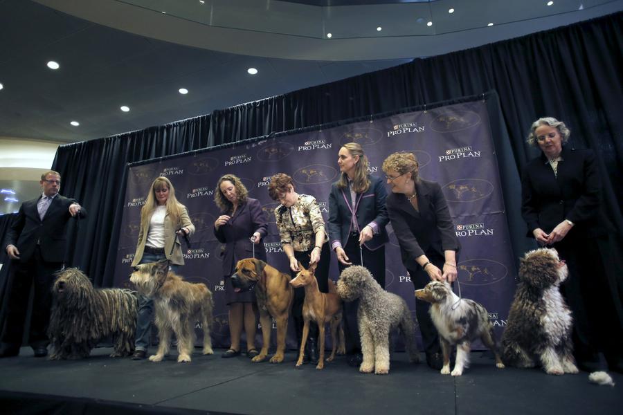 Seven new breeds added to Westminster dog show