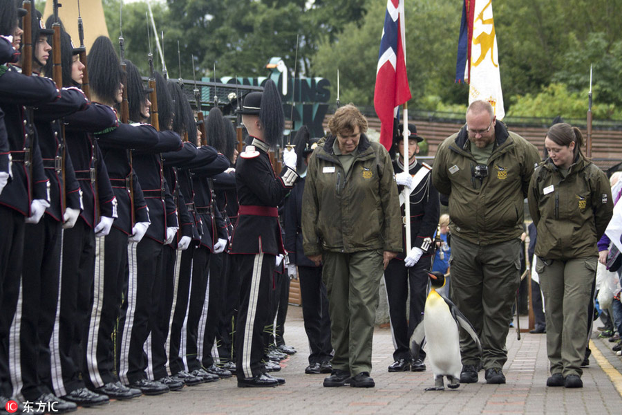 Edinburgh Zoo's king penguin inspects Norwegian royal guard