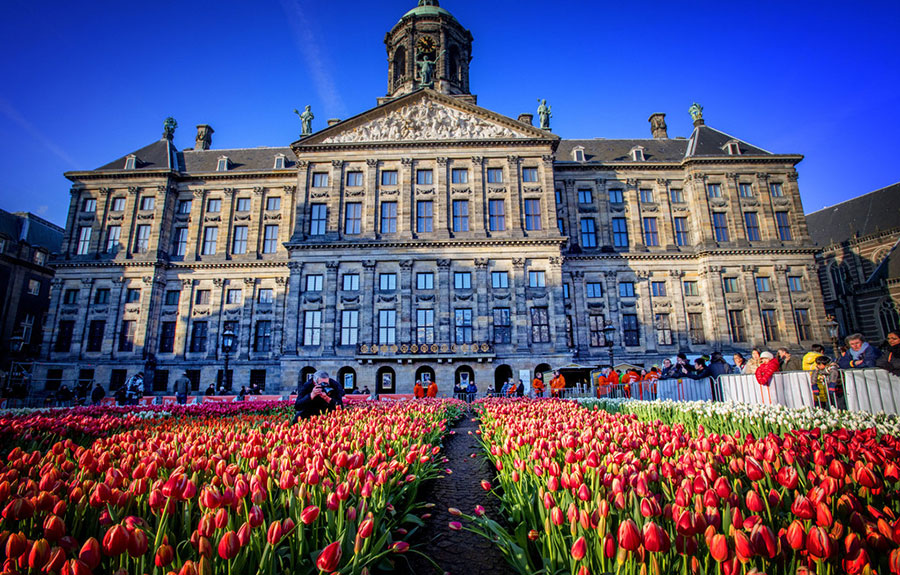 Amsterdam transforms into a tulip ocean on National Tulip Day