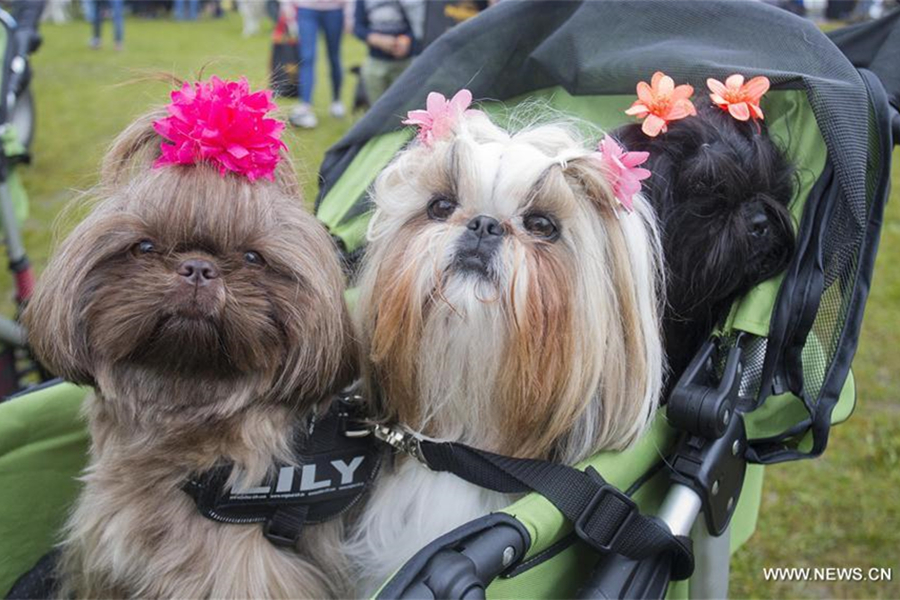 Take closer look at North America's largest festival for dogs