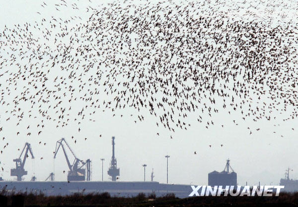 百万只候鸟鸭绿江口湿地“加油”[组图]