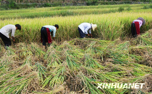 广西凤山中稻开镰收割[组图]